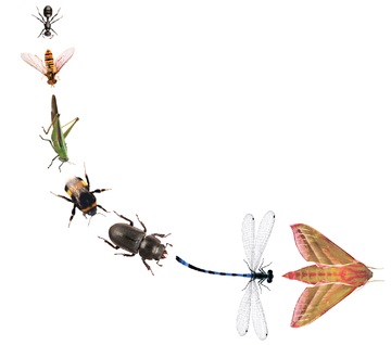 Hopeinsects